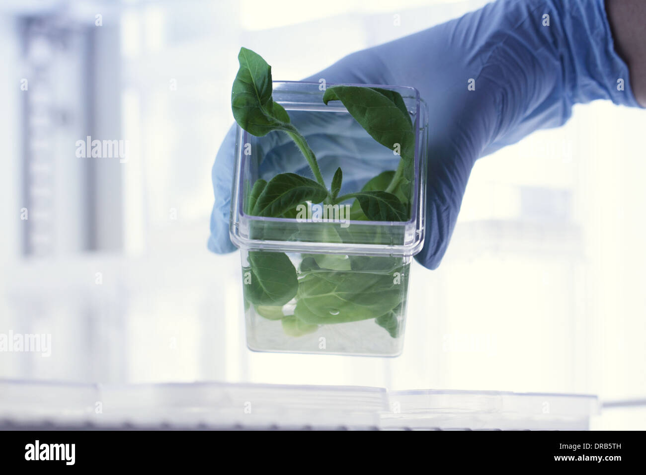 Une main avec glove holding une boîte avec une plante dans un laboratoire Banque D'Images