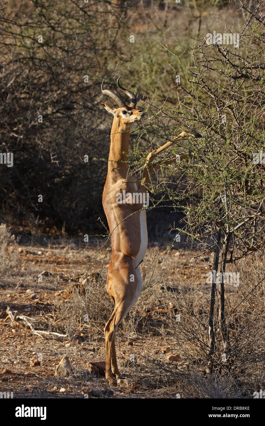 Gerenuk (Litocranius walleri), Samburu Banque D'Images