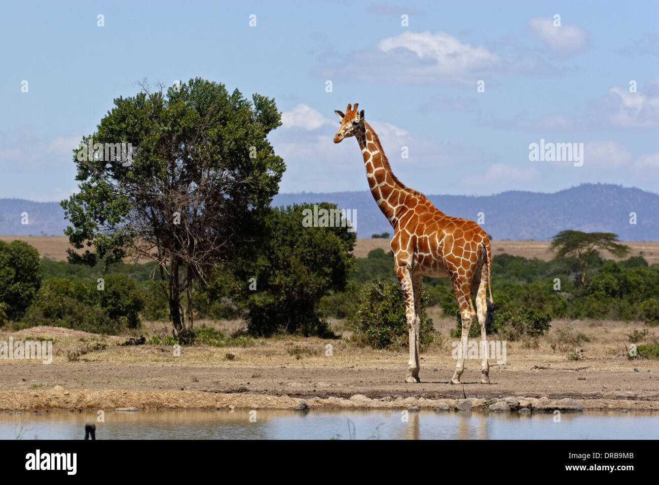 Girafe (Giraffa camelopardalis reticulata) Banque D'Images