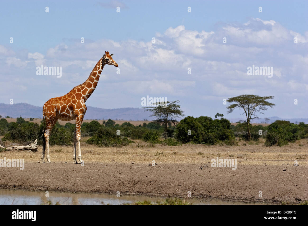 Girafe (Giraffa camelopardalis reticulata) Banque D'Images