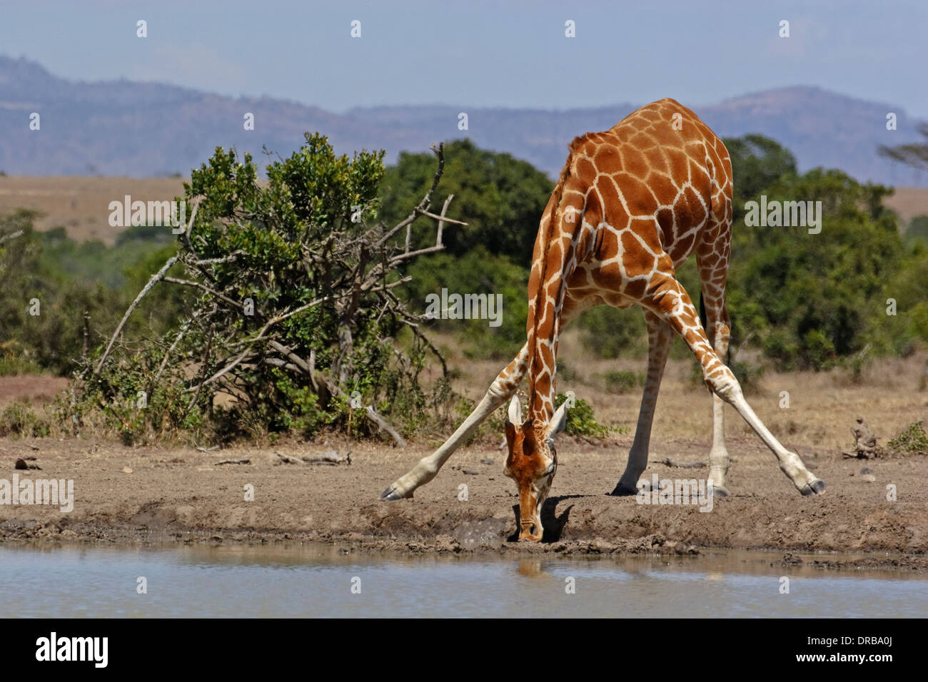 Girafe (Giraffa camelopardalis reticulata) Banque D'Images