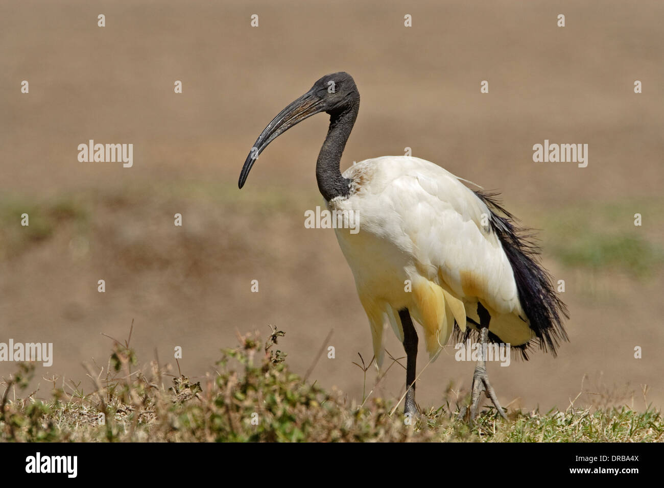 Ibis sacré (Threskiornis aethiopicus) Banque D'Images