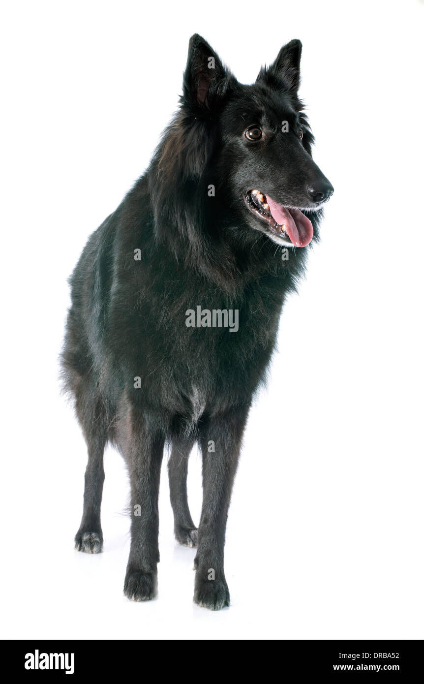 Photo Dun Chien De Berger Belge Groenendael Pure Race