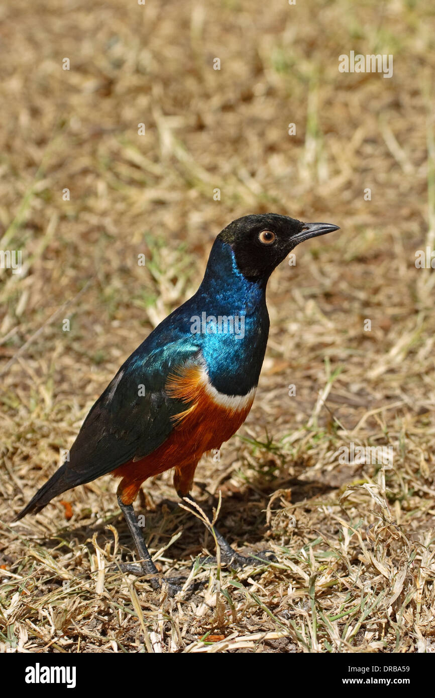 Superbe starling (Lamprotornis superbus) Banque D'Images