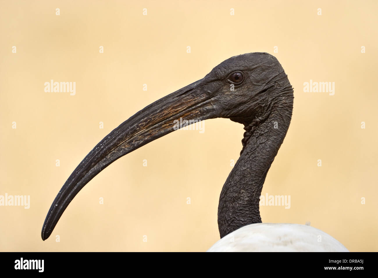 Ibis sacré (Threskiornis aethiopicus) Banque D'Images