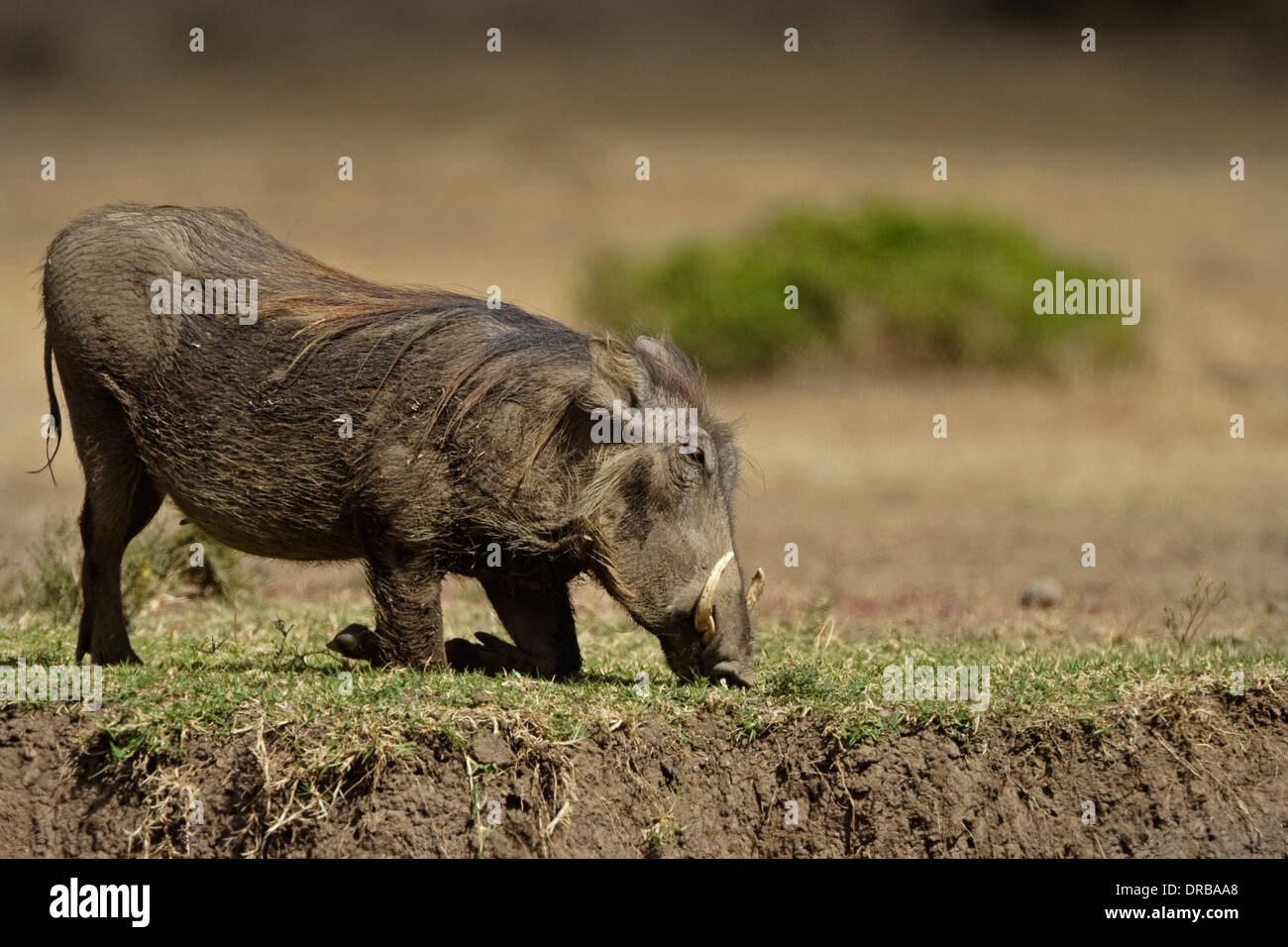 Phacochère (Phacochoerus aethiopicus), l'alimentation de l'herbe sur son genou Banque D'Images
