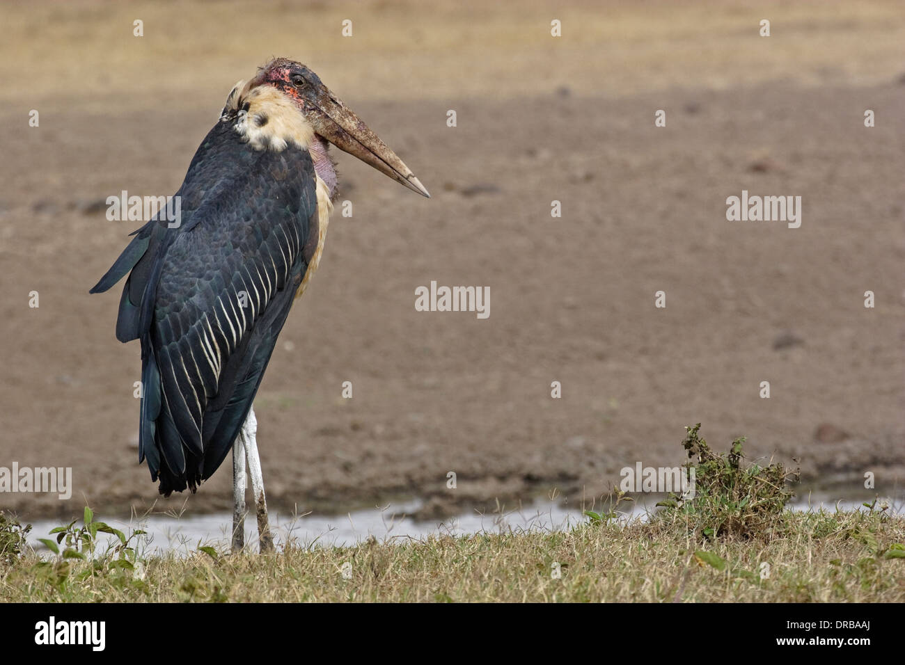Marabou Stork (crumeniferus Flamant rose (Phoenicopterus ruber), Banque D'Images