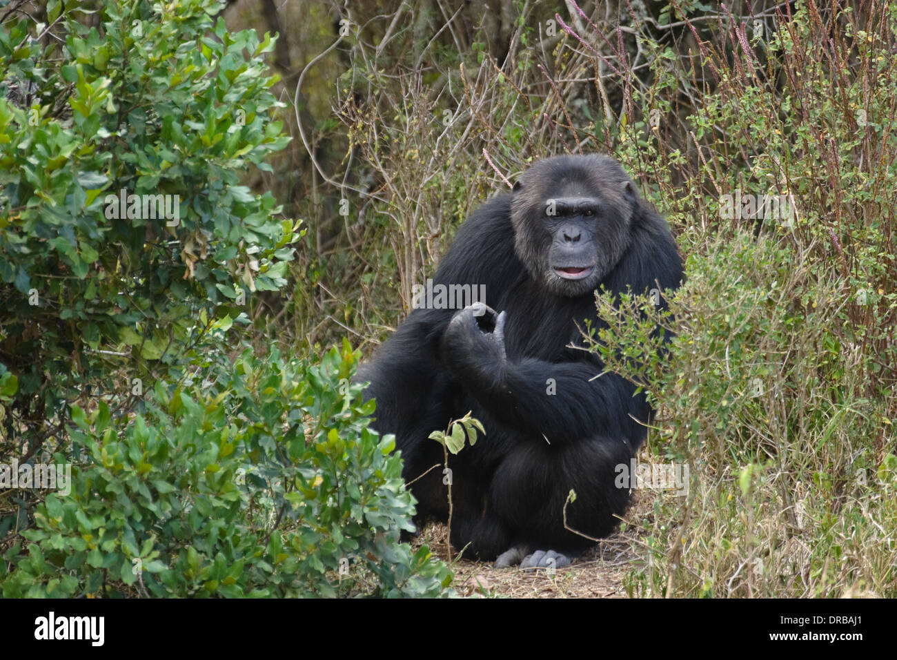 Chimpanzé (Pan troglodytes), homme, Ol Pejeta Conservancy, le Mont Kenya Banque D'Images