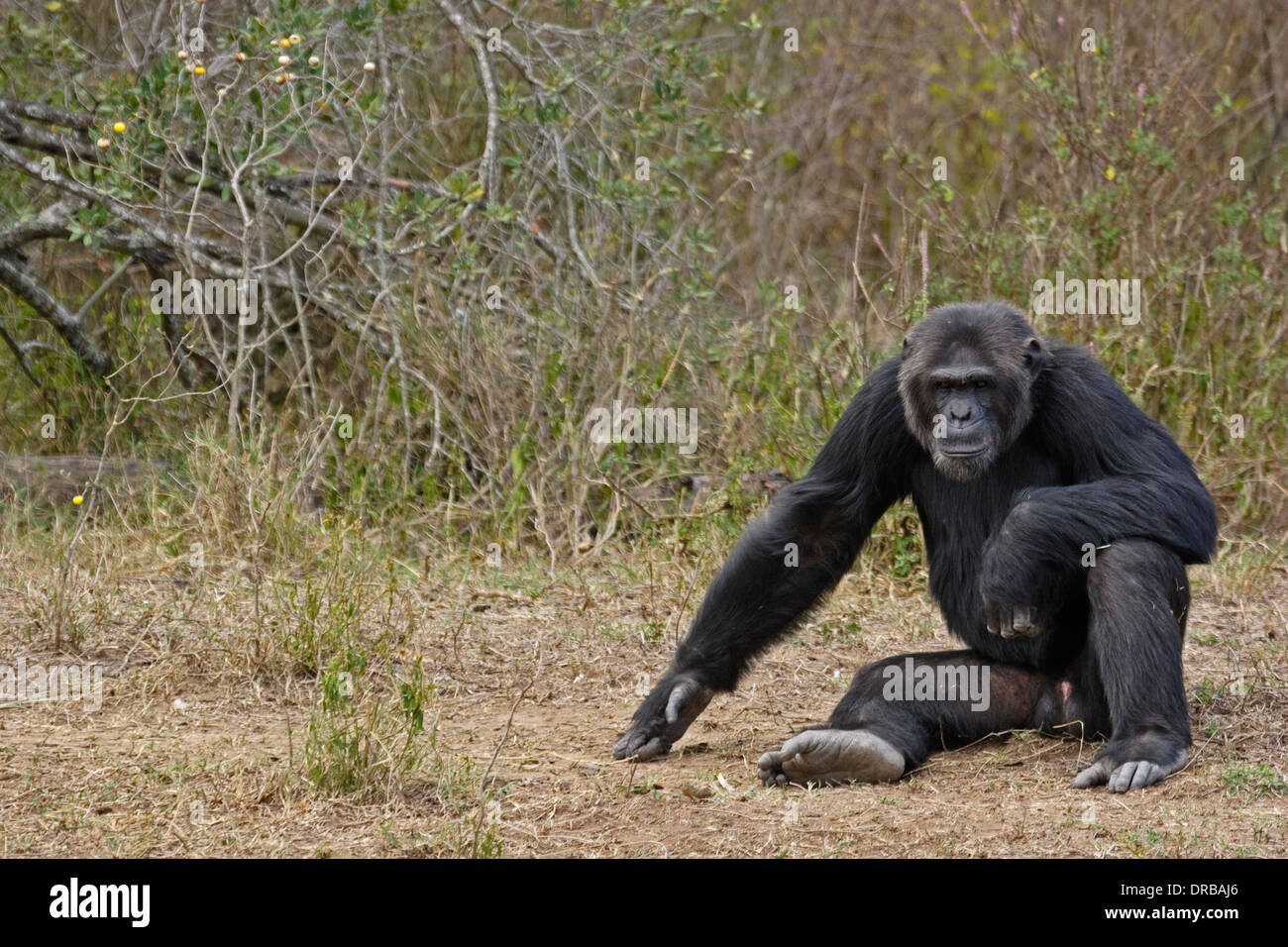 Chimpanzé (Pan troglodytes), homme, Ol Pejeta Conservancy, le Mont Kenya Banque D'Images