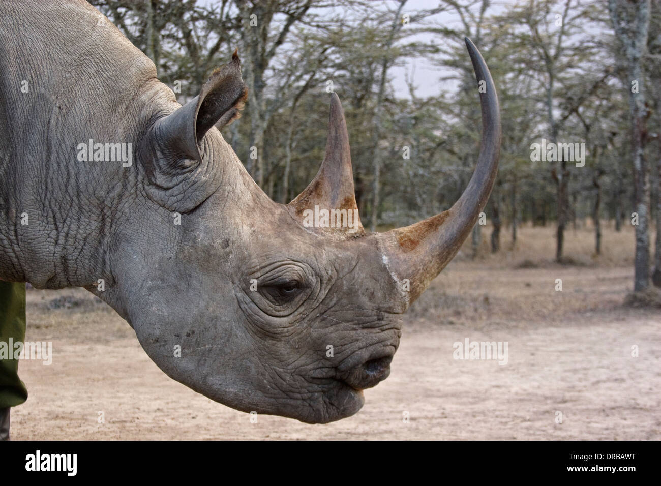 Morani le rhinocéros noir (Diceros bicornis), Sweetwaters Game Reserve Banque D'Images