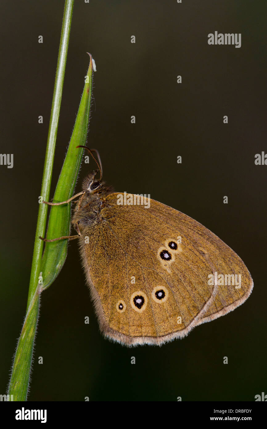 (Un papillon Aphantopus hyperantus). Powys,Pays de Galles. Juillet. Banque D'Images