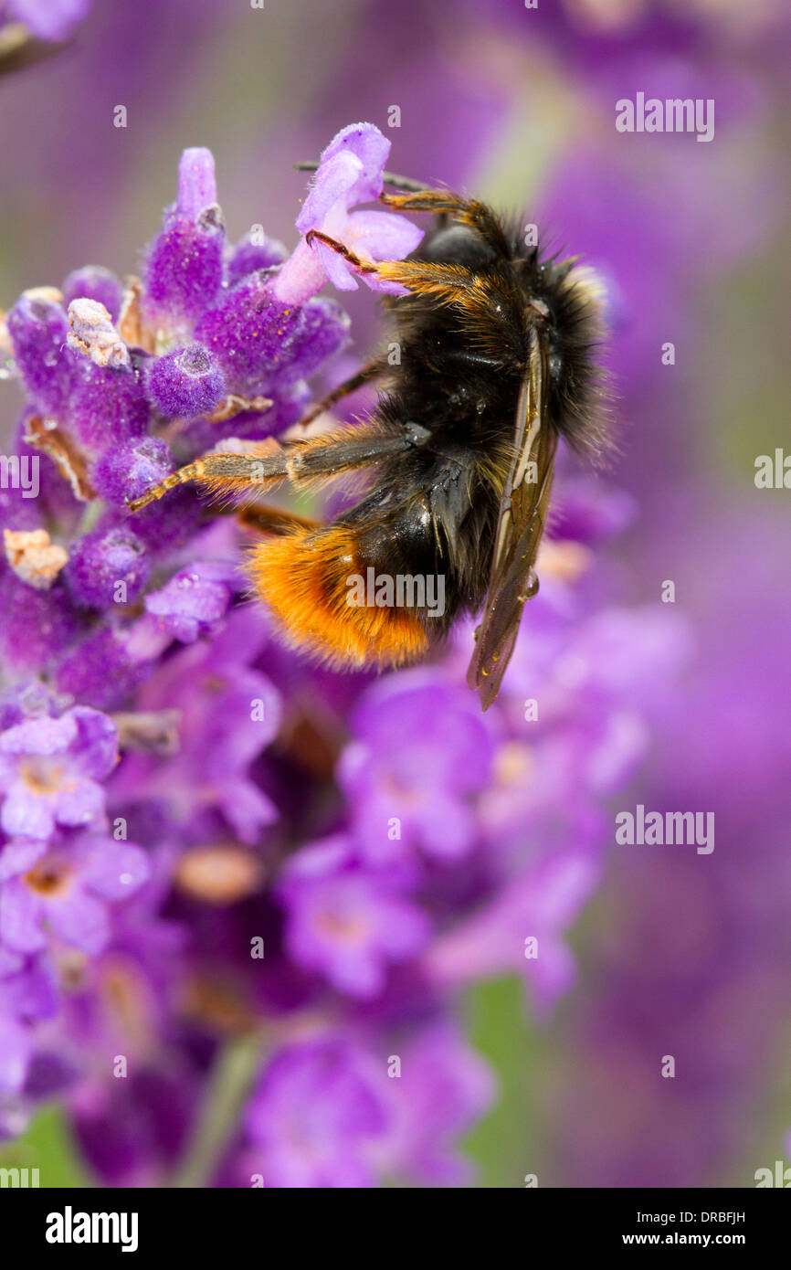 Homme Hill Cuckoo bourdon (Bombus rupestris) sur la lavande dans un jardin. Herefordshire, en Angleterre. Juillet. Banque D'Images