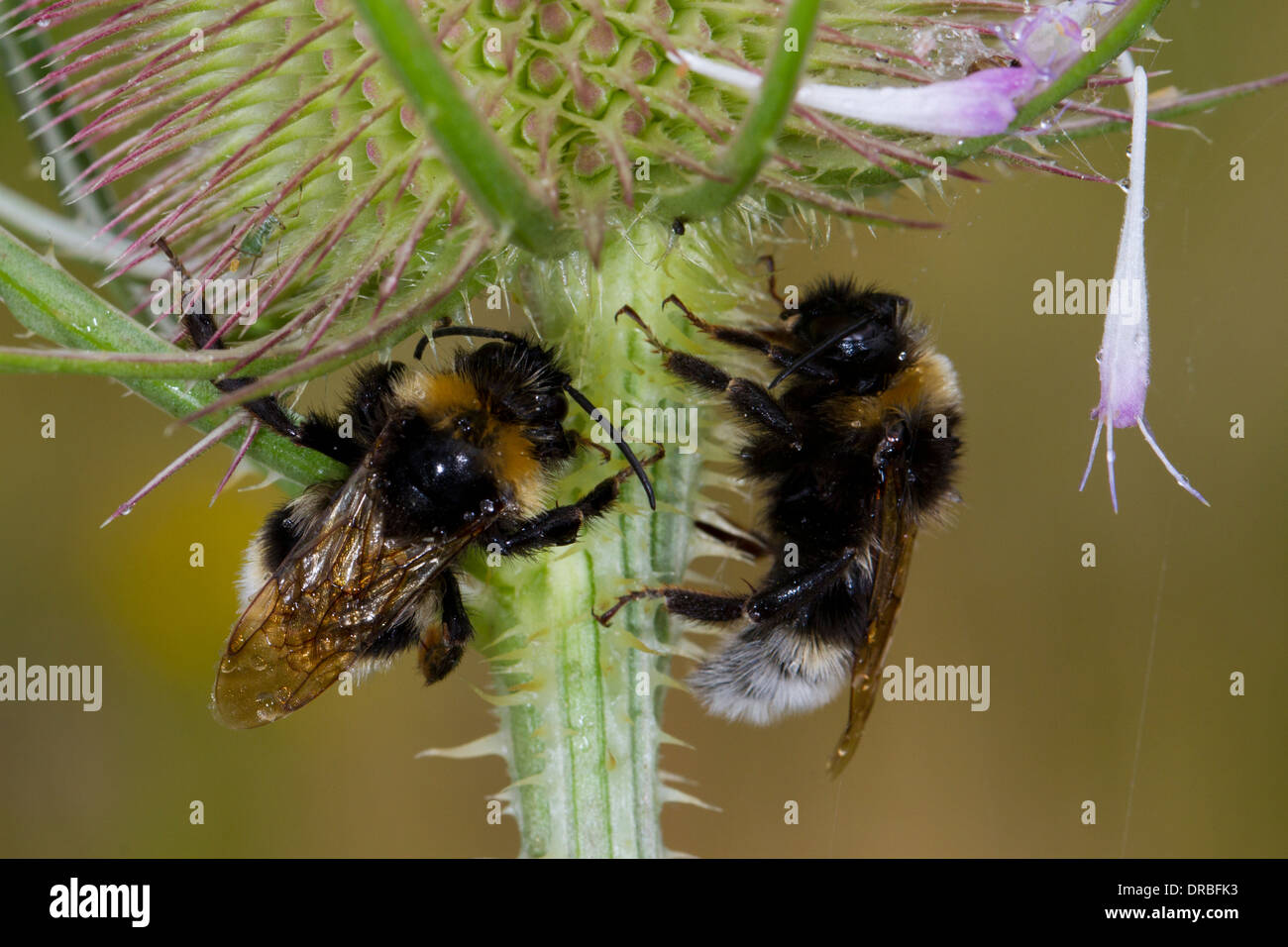 Homme Vestal Cuckoo les bourdons (Bombus vestalis) mise à l'abri de la pluie sous une fleur de renoncule. Shropshire, Angleterre. En août. Banque D'Images