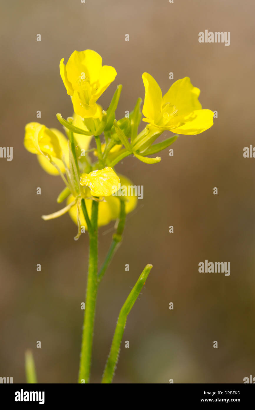 Charlock (Sinapis arvensis) la floraison. Powys, Pays de Galles. En août. Banque D'Images