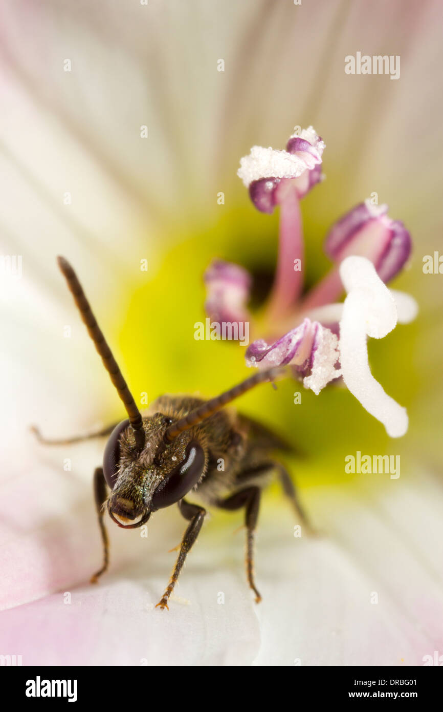 Abeille solitaire mâle Lasioglossum morio dans un liseron des champs (Convolvulus arvensis) fleur. Sussex, Angleterre. En août. Banque D'Images