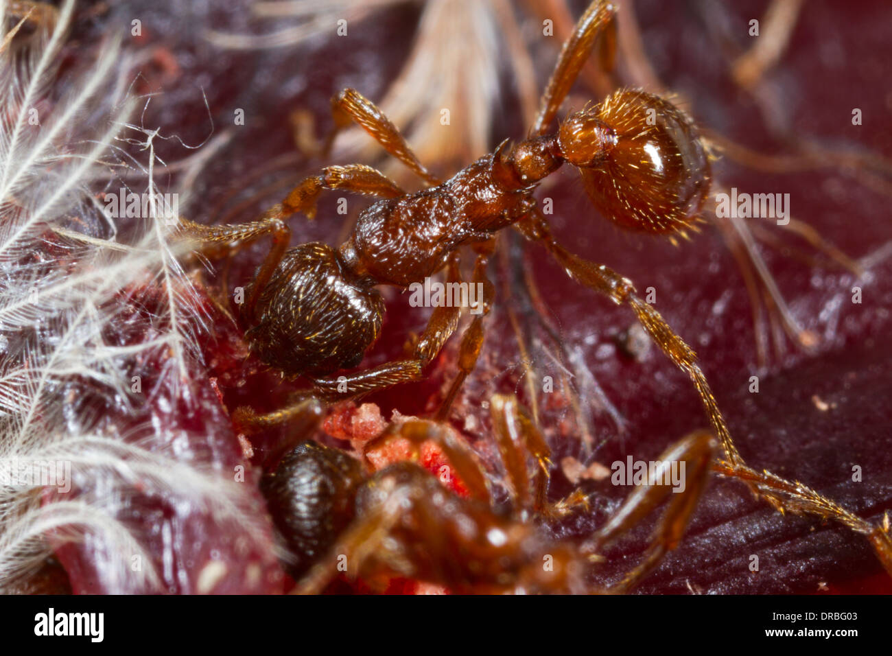 Red Ant (Myrmica rubra) travailleurs adultes se nourrissant d'un cadavre d'oiseau la mortalité sur la route. Powys, Pays de Galles. En août. Banque D'Images