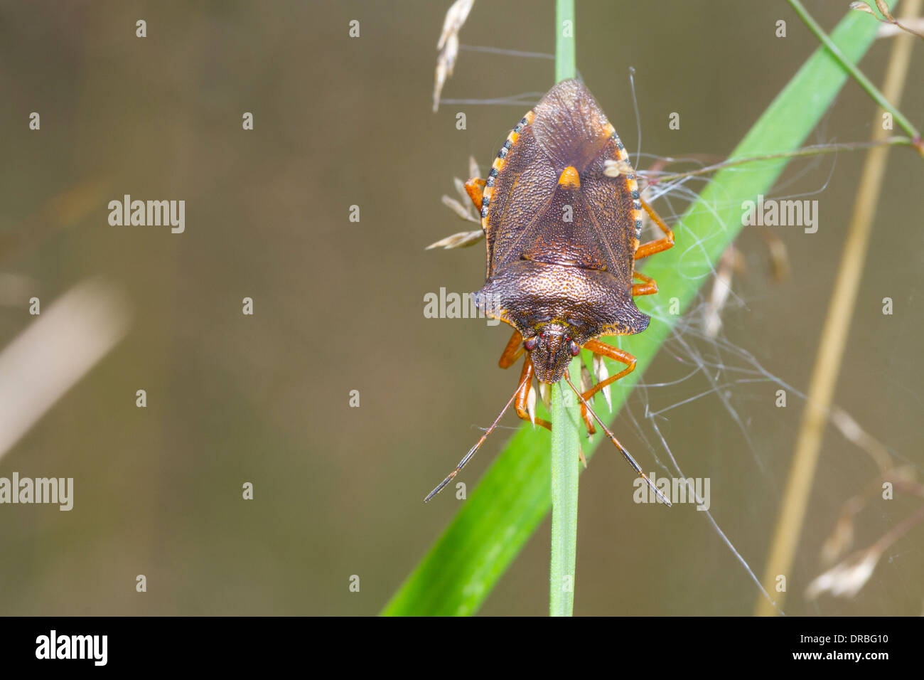 Pentatoma rufipes (Bug de la forêt) des profils sur l'herbe. Powys, Pays de Galles. Banque D'Images