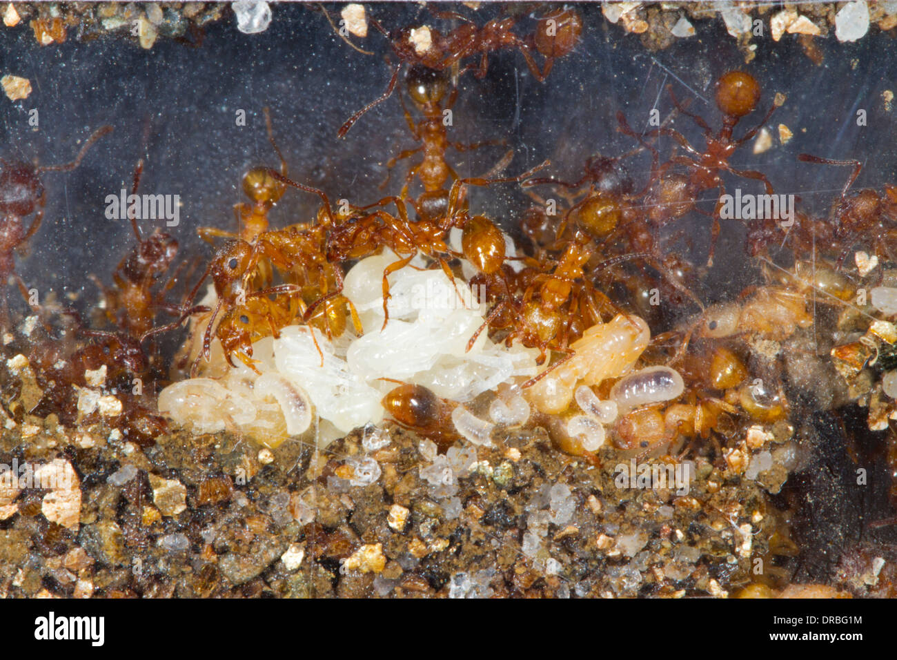 Red Ant (Myrmica rubra) travailleurs adultes tendant les oeufs, larves, pupes et. Banque D'Images