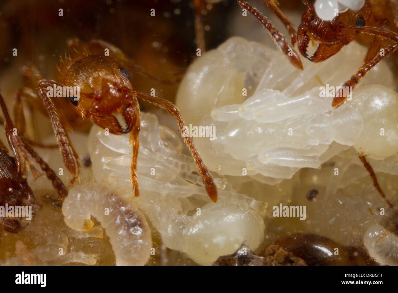Red Ant (Myrmica rubra) travailleurs adultes tendant les oeufs, larves, pupes et. Banque D'Images