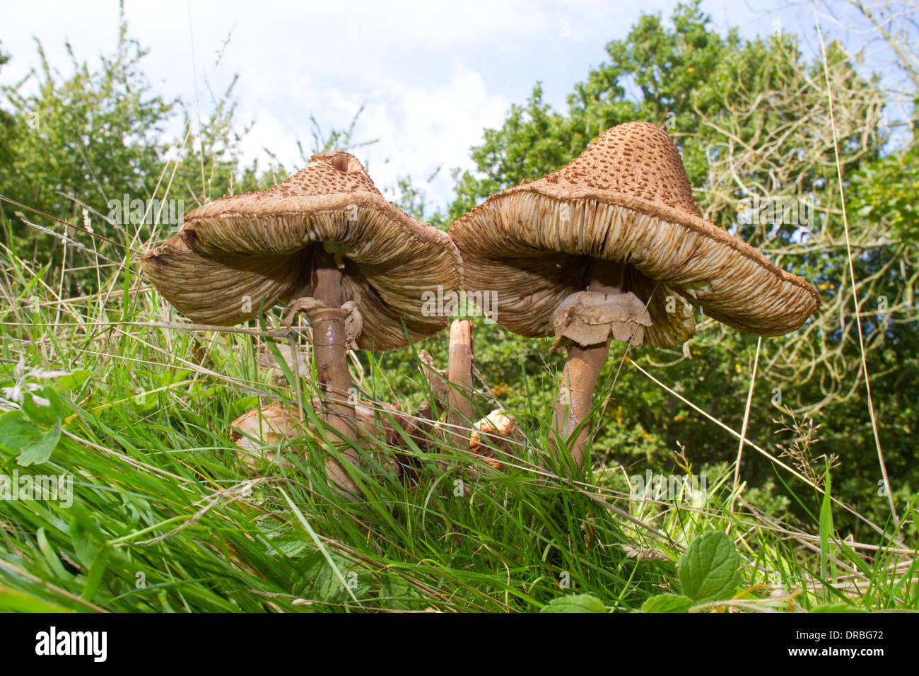Parasol de champignons (Macrolepiota procera) vieux spécimens parmi l'herbe dans les bois. Powys, Pays de Galles. Septembre. Banque D'Images