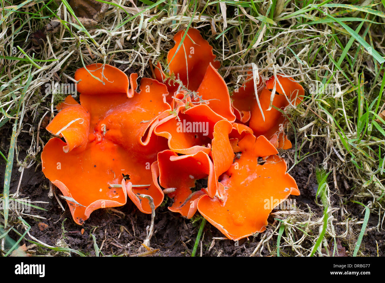 Orange Peel champignon (Aleuria aurantia) croissant dans les bois. Powys, Pays de Galles. Octobre. Banque D'Images