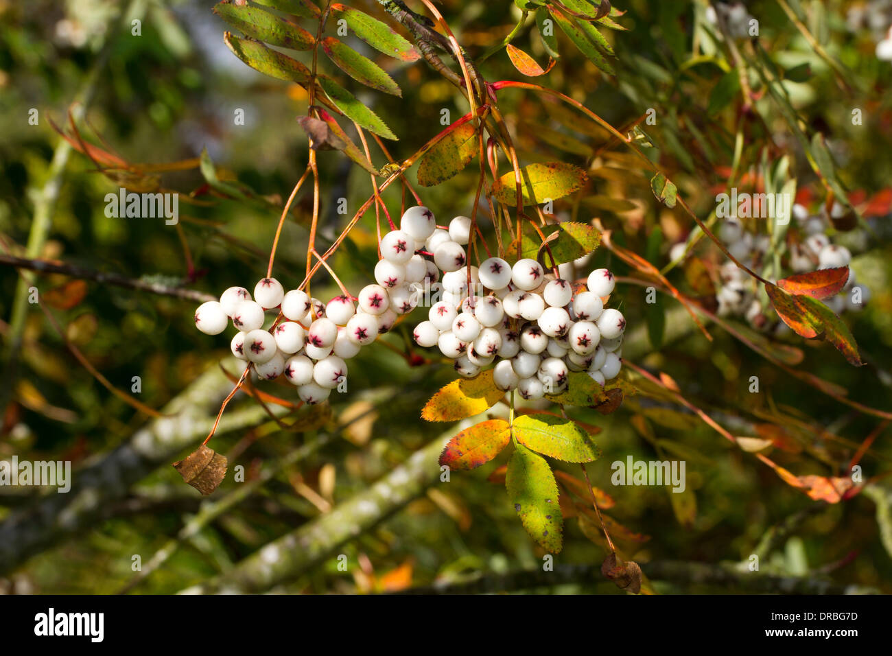 Baies rouges de Forrest's Rowan (Sorbus forrestii) sur un arbre dans un jardin. Herefordshire, en Angleterre. Octobre. Banque D'Images