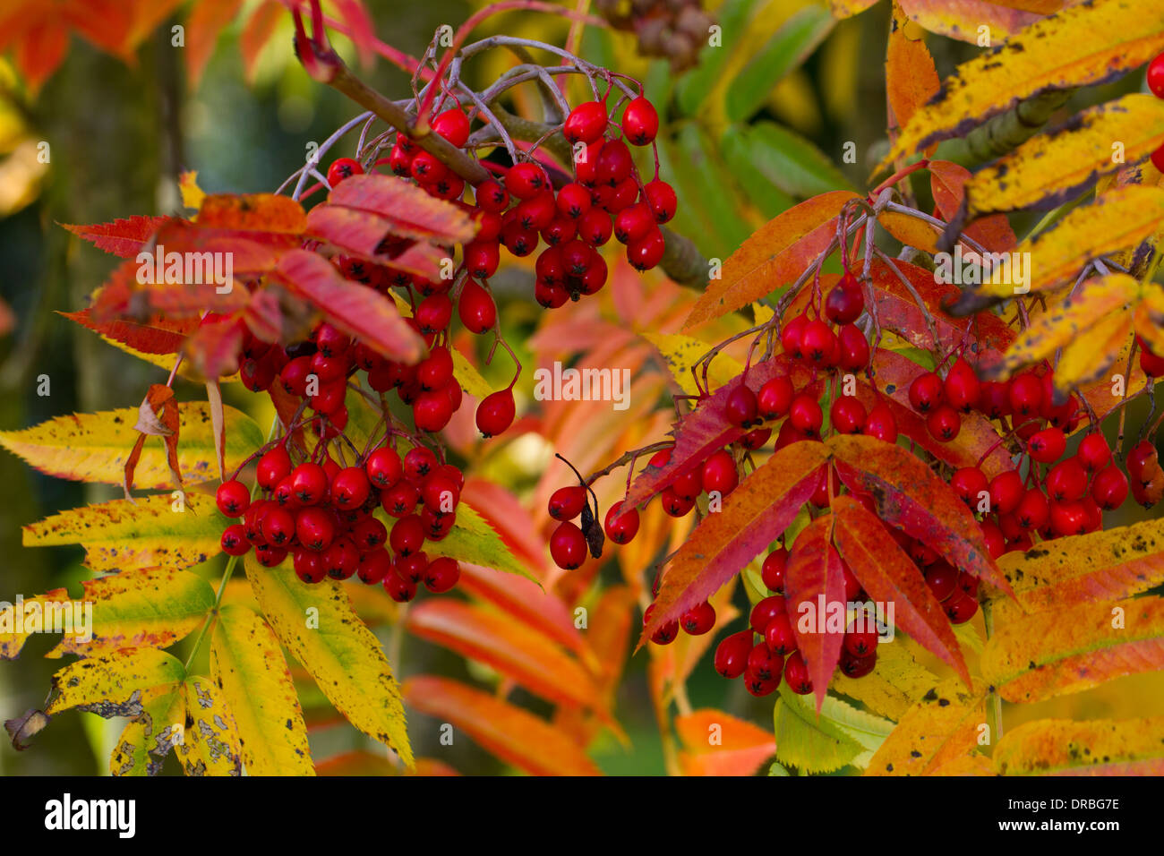 Les baies du sorbier (Sorbus wilsoniana Chinois) sur un arbre dans un jardin. Herefordshire, en Angleterre. Octobre. Banque D'Images