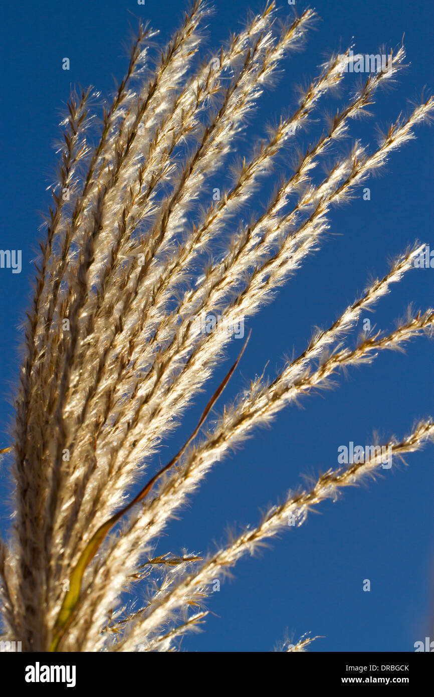 Chinese Silvergrass (Miscanthus sinensis 'Zebrinus' seedheads) dans un jardin. Carmarthenshire, Pays de Galles. Novembre. Banque D'Images