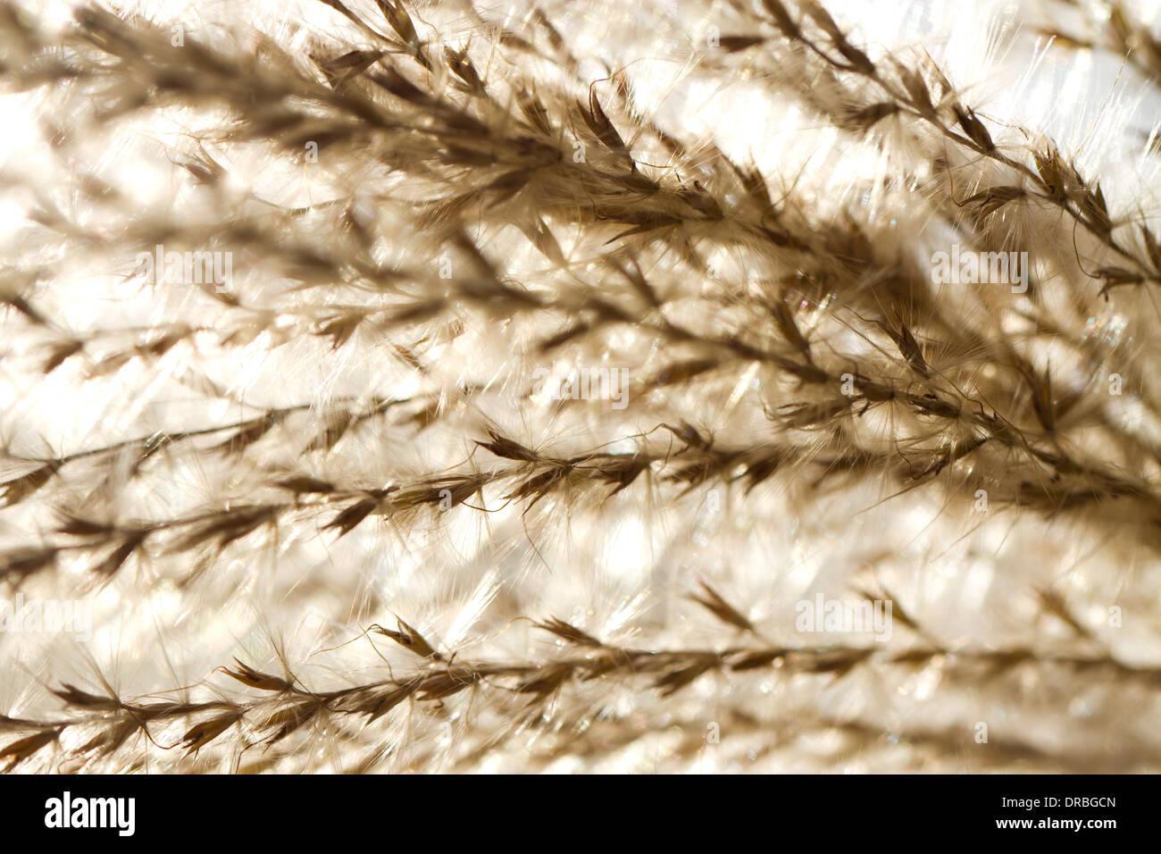 Chinese Silvergrass (Miscanthus sinensis) seedheads dans un jardin. Carmarthenshire, Pays de Galles. Novembre. Banque D'Images