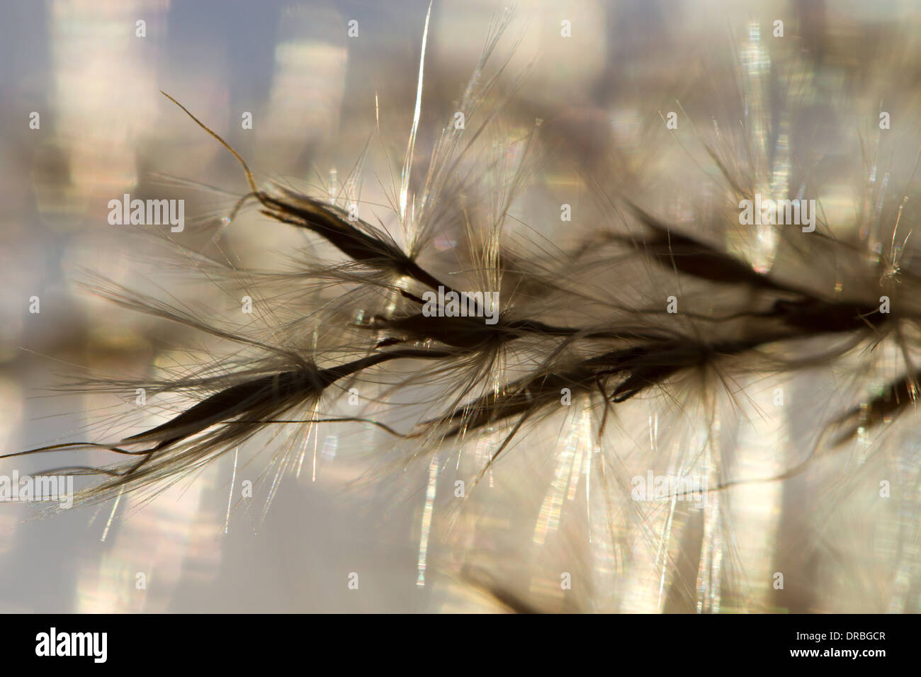 Chinese Silvergrass (Miscanthus sinensis 'Zebrinus' seedheads) dans un jardin. Carmarthenshire, Pays de Galles. Novembre. Banque D'Images