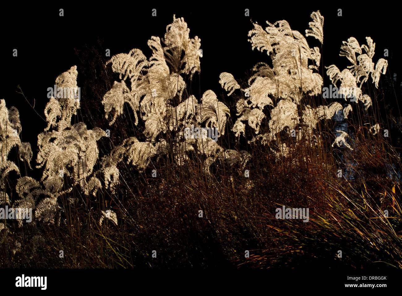 Chinese Silvergrass (Miscanthus sinensis) avec seedheads dans un jardin. Carmarthenshire, Pays de Galles. Novembre. Banque D'Images