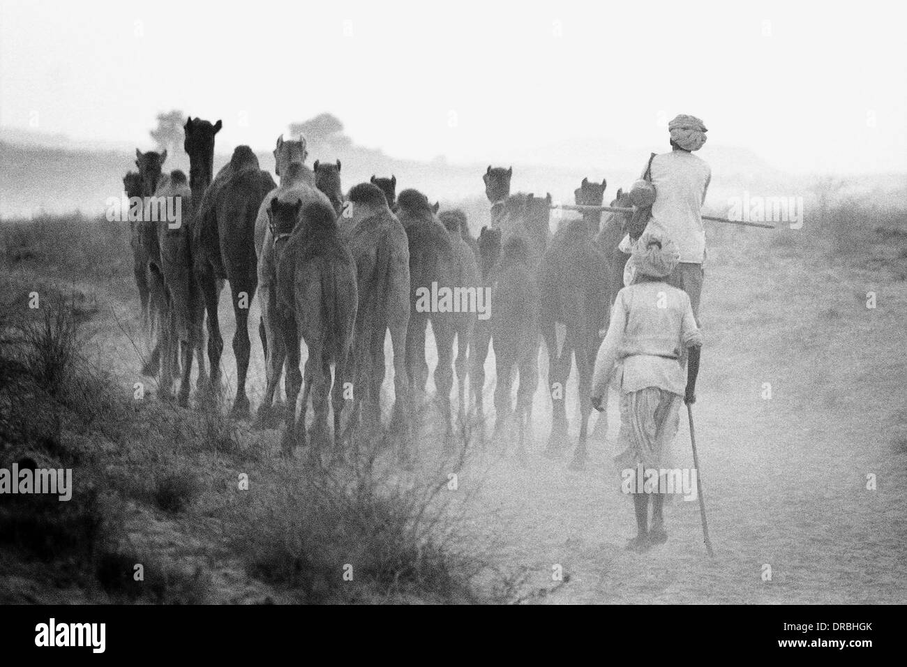 Troupeau de chameaux d'Asie Inde Rajasthan Pushkar Foire 1976 Banque D'Images