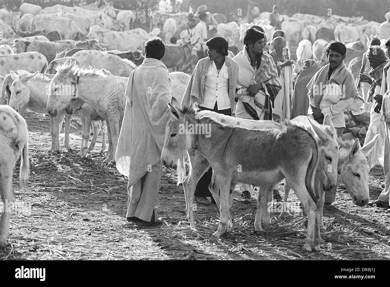 Marché d'âne à la vente, juste Vautha, Gujarat, Inde, 1983 Banque D'Images