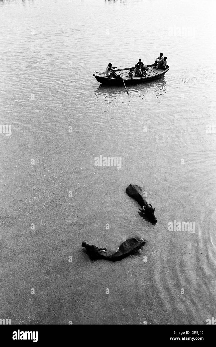 Traversée en bateau et Buffalo River Ganga, Kanpur, Uttar Pradesh, Inde, 1984 Banque D'Images