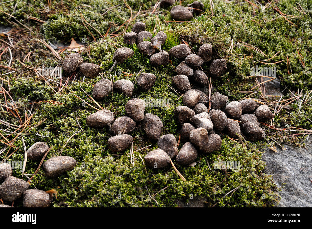 Crottes De Cerf Banque D Image Et Photos Alamy Crottes De Cerf Banque D Image Et Photos Alamy