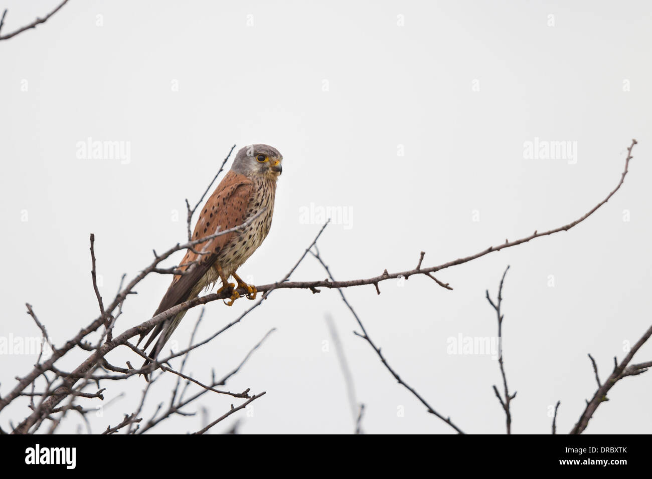 Falco tinnunculus Common Kestrel Turmfalke Banque D'Images