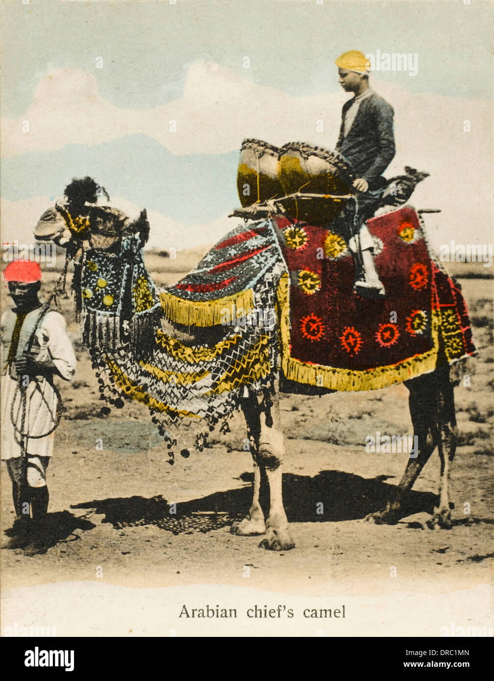 Aden, Yémen - Chieftain's Camel Banque D'Images