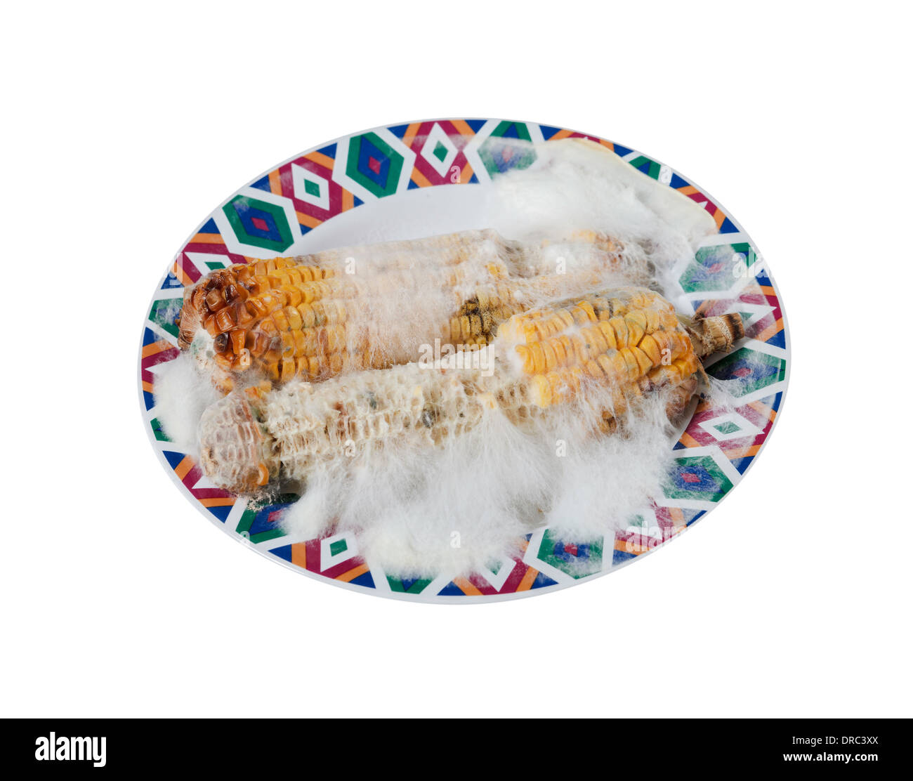 Maïs grillé pourri avec champignon isolé sur fond blanc Banque D'Images