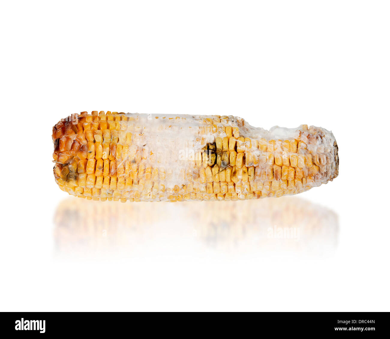 Maïs grillé pourri avec champignon isolé sur fond blanc Banque D'Images