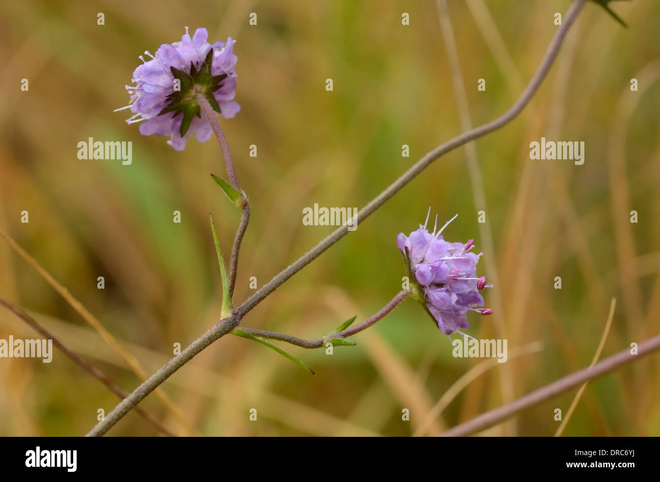 Devil's bit Scabious, Succisa pratensis Banque D'Images