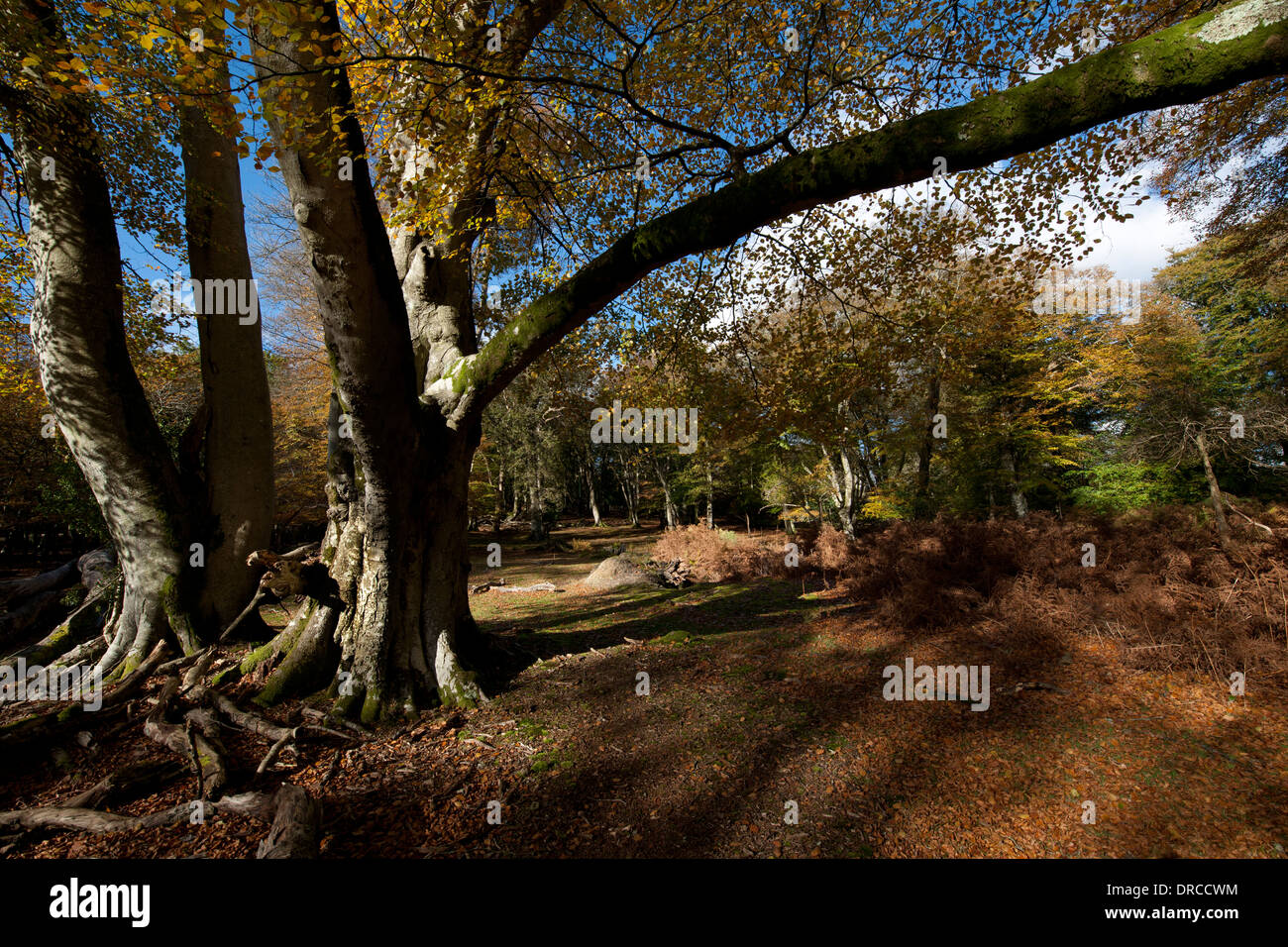Beau paysage photographie prise au niveau de la marque de bois de frêne, New Forest, Hampshire, Angleterre, Royaume-Uni. Banque D'Images