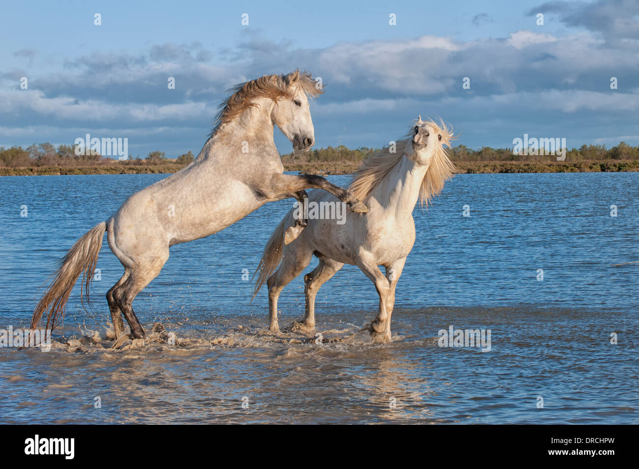 Chevaux camargue chevaux combats dans l'eau, Bouches du Rhône, France Banque D'Images