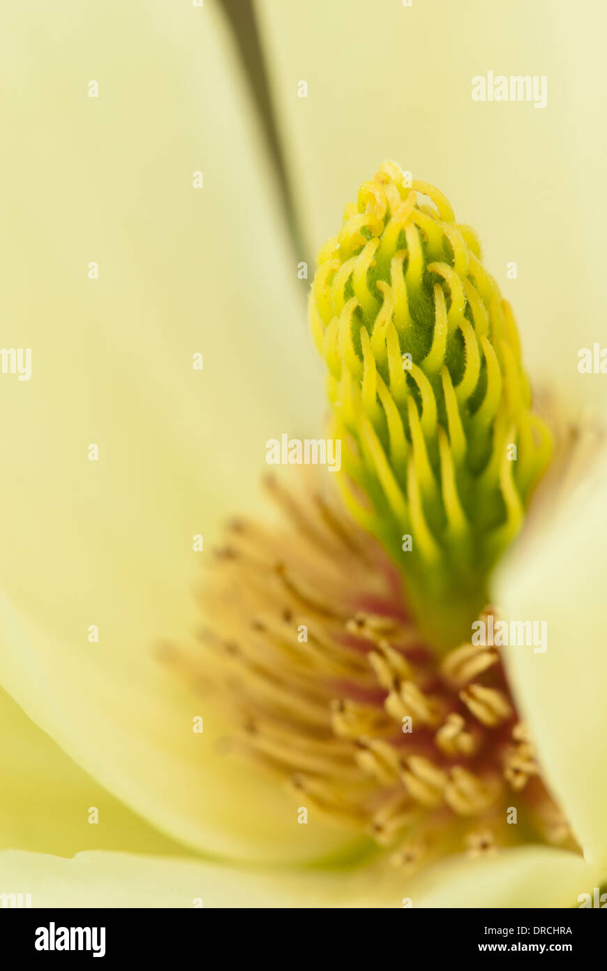 Close up of magnolia blossom Banque D'Images