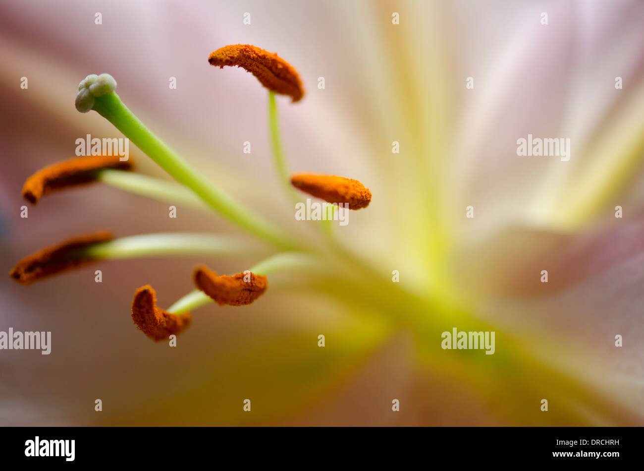 Close up of lily pistil et d'étamines Banque D'Images