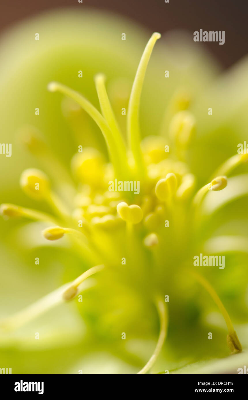 Close up of green hellebore Banque D'Images