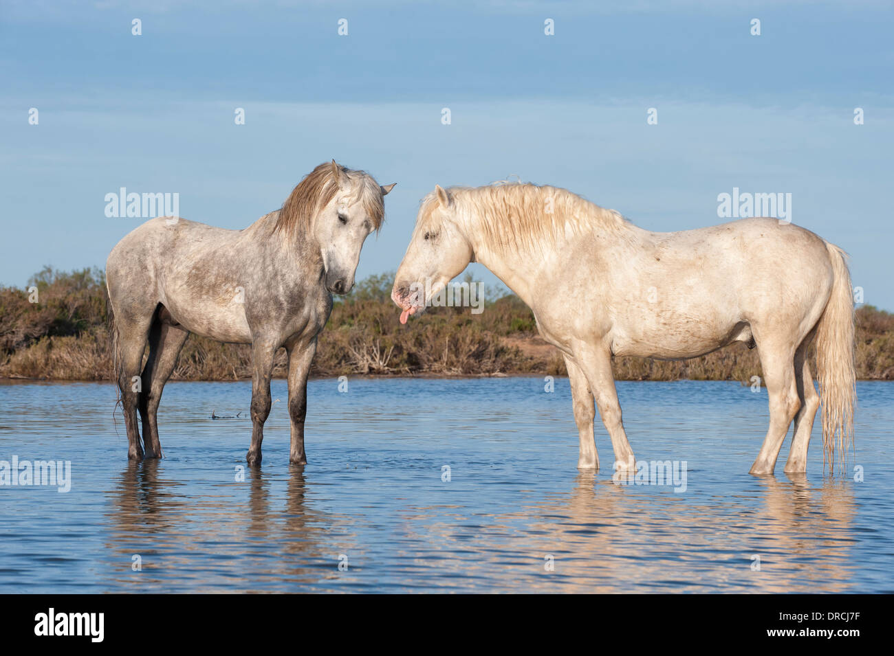 Chevaux camargue chevaux combats dans l'eau, Bouches du Rhône, France Banque D'Images