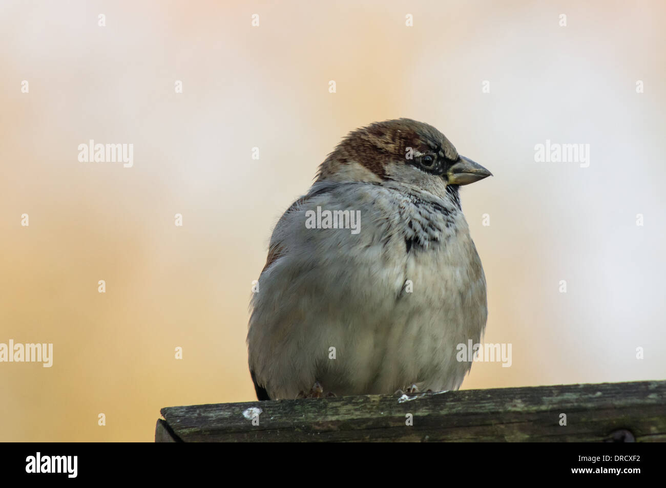 Sparrow perching on wooden fence Banque D'Images
