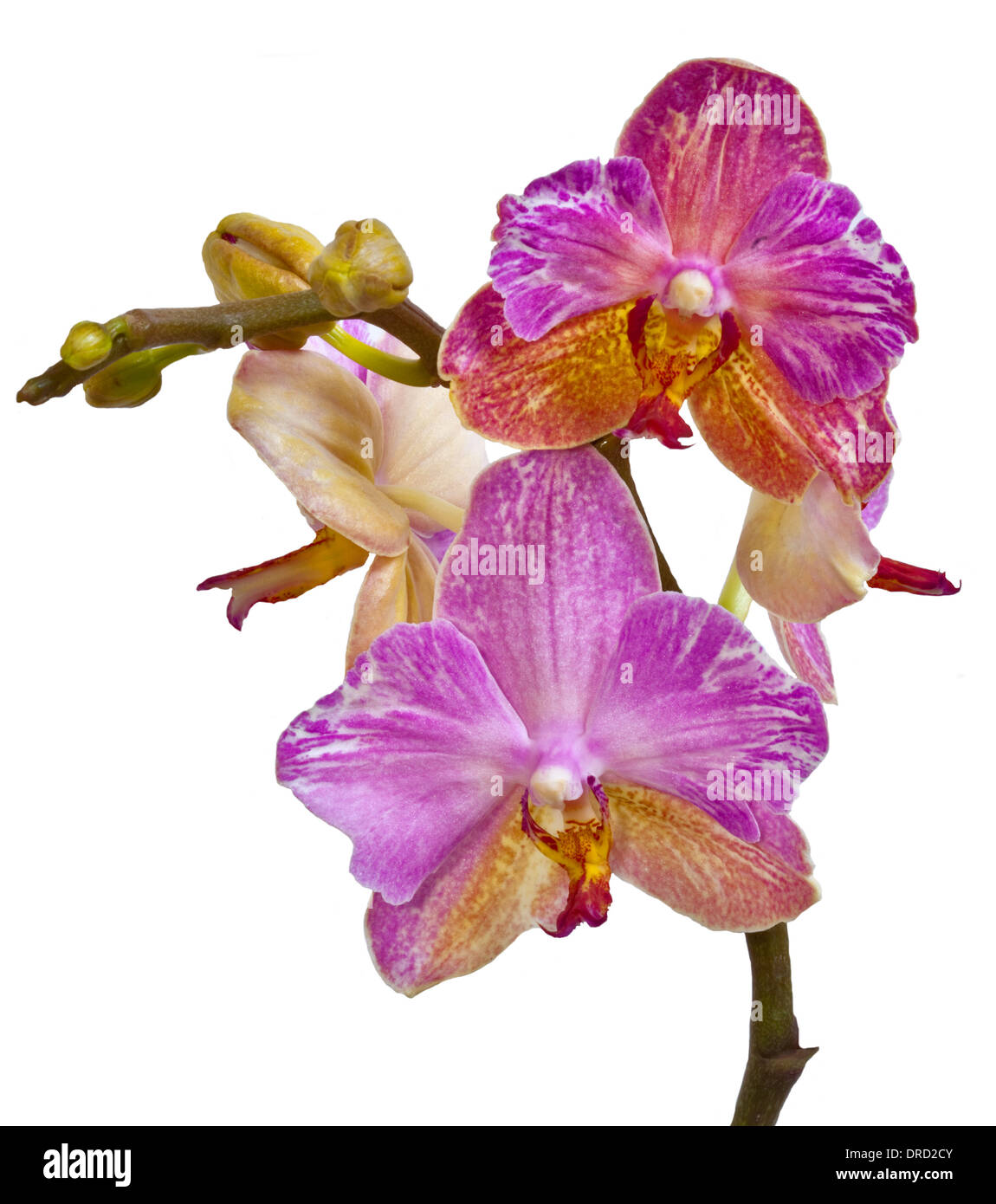 Orchidée Phalaenopsis rose et jaune (espèce d'Orchidée) Banque D'Images