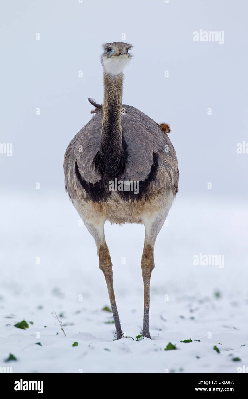 / Ñandú Nandou (Rhea americana) de sexe masculin dans la neige en hiver, l'oiseau indigène de l'Est de l'Amérique du Sud Banque D'Images