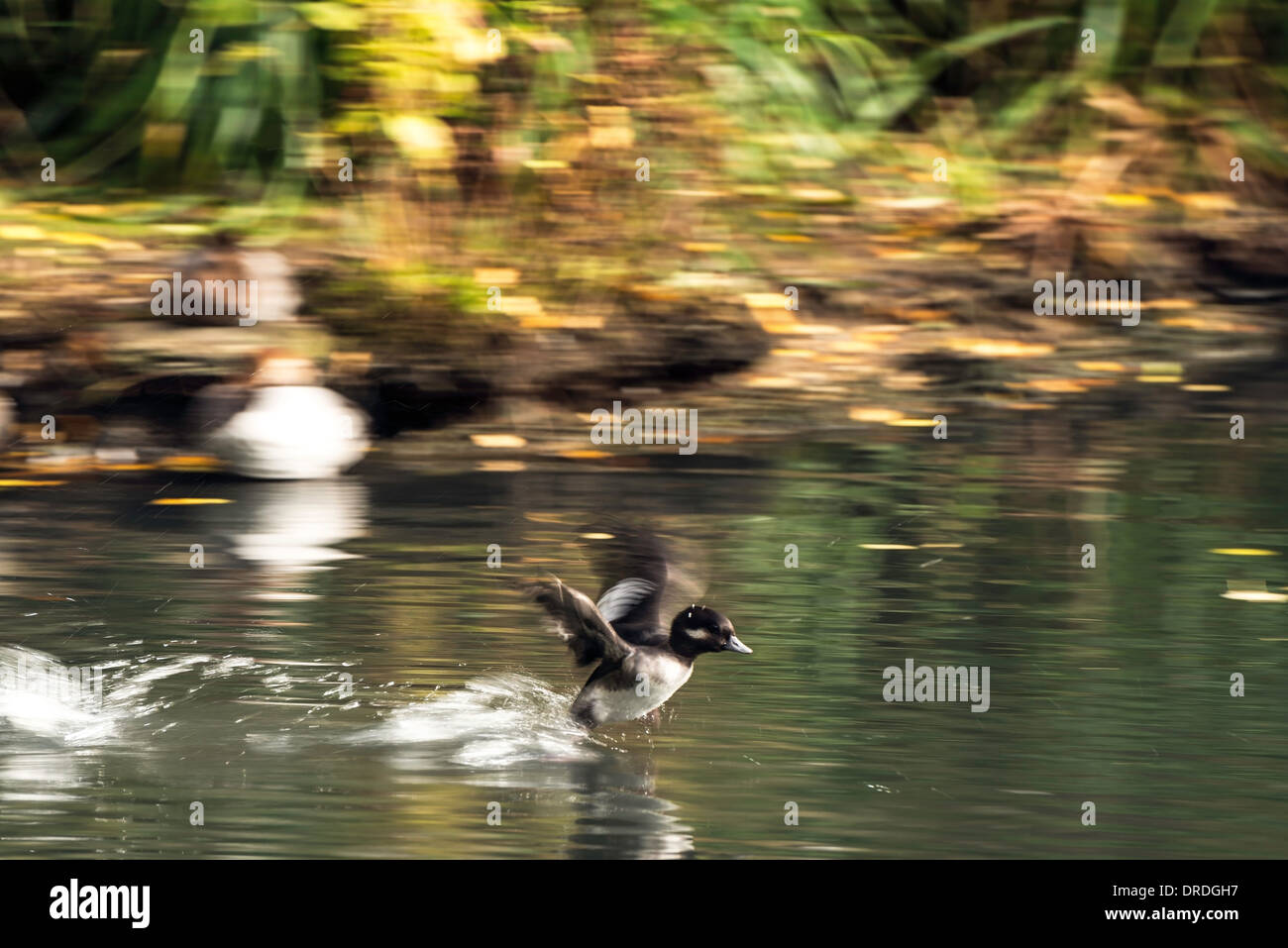 Le Garrot Bucephala clangula oiseau des zones humides à la Wildfowl & Wetlands Trust (WWT) Londres Angleterre Grande-bretagne UK Banque D'Images